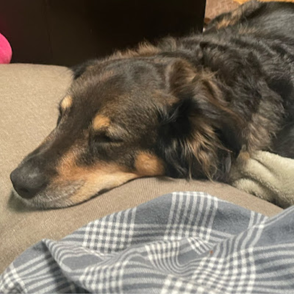 Meet your Posher, Bailey